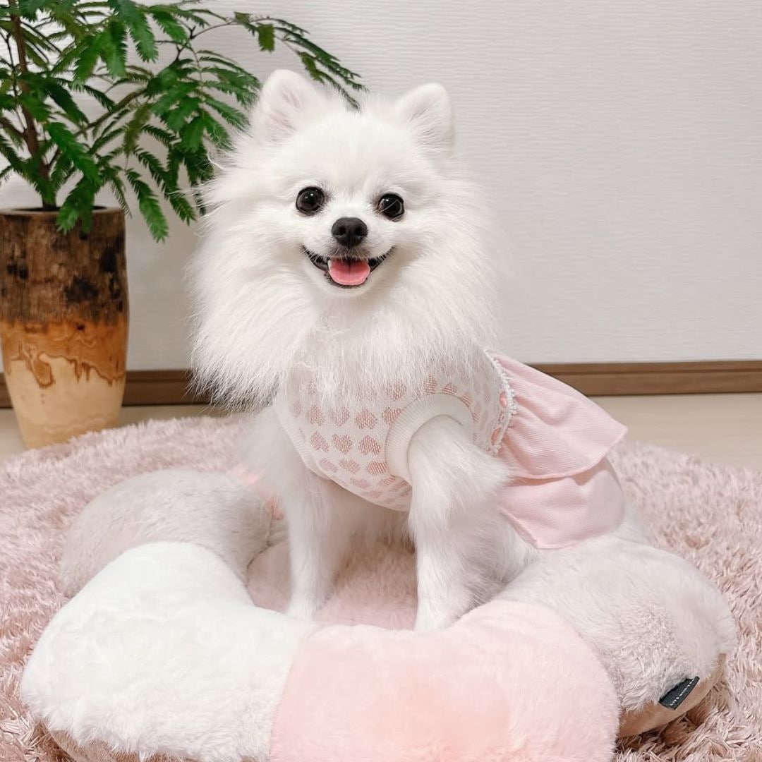 バレンタイン ドッグウェア 着用例｜ポメラニアンのワンピースコーデ