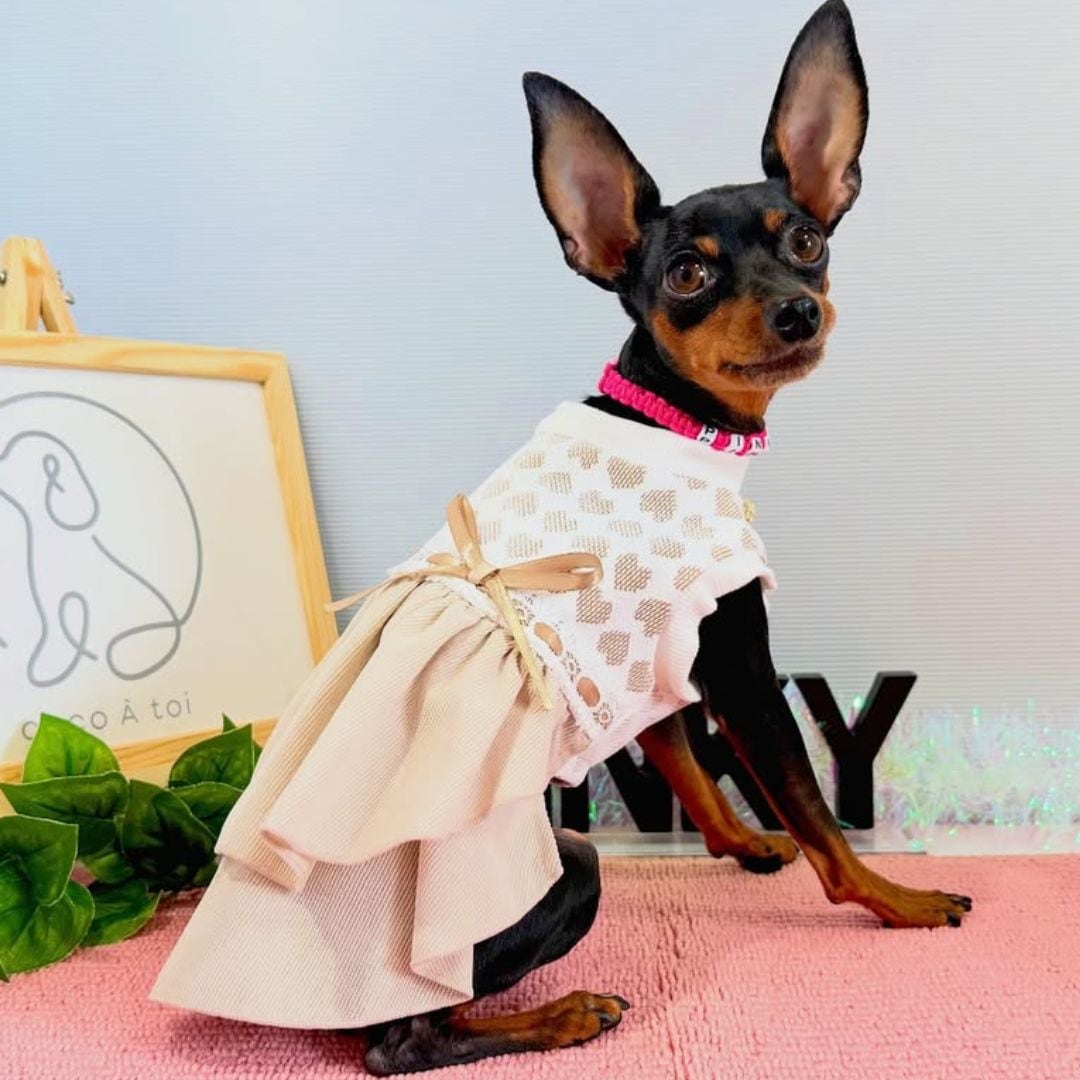 小型犬 バレンタイン服の参考｜ミニピンのワンピース着用コーデ