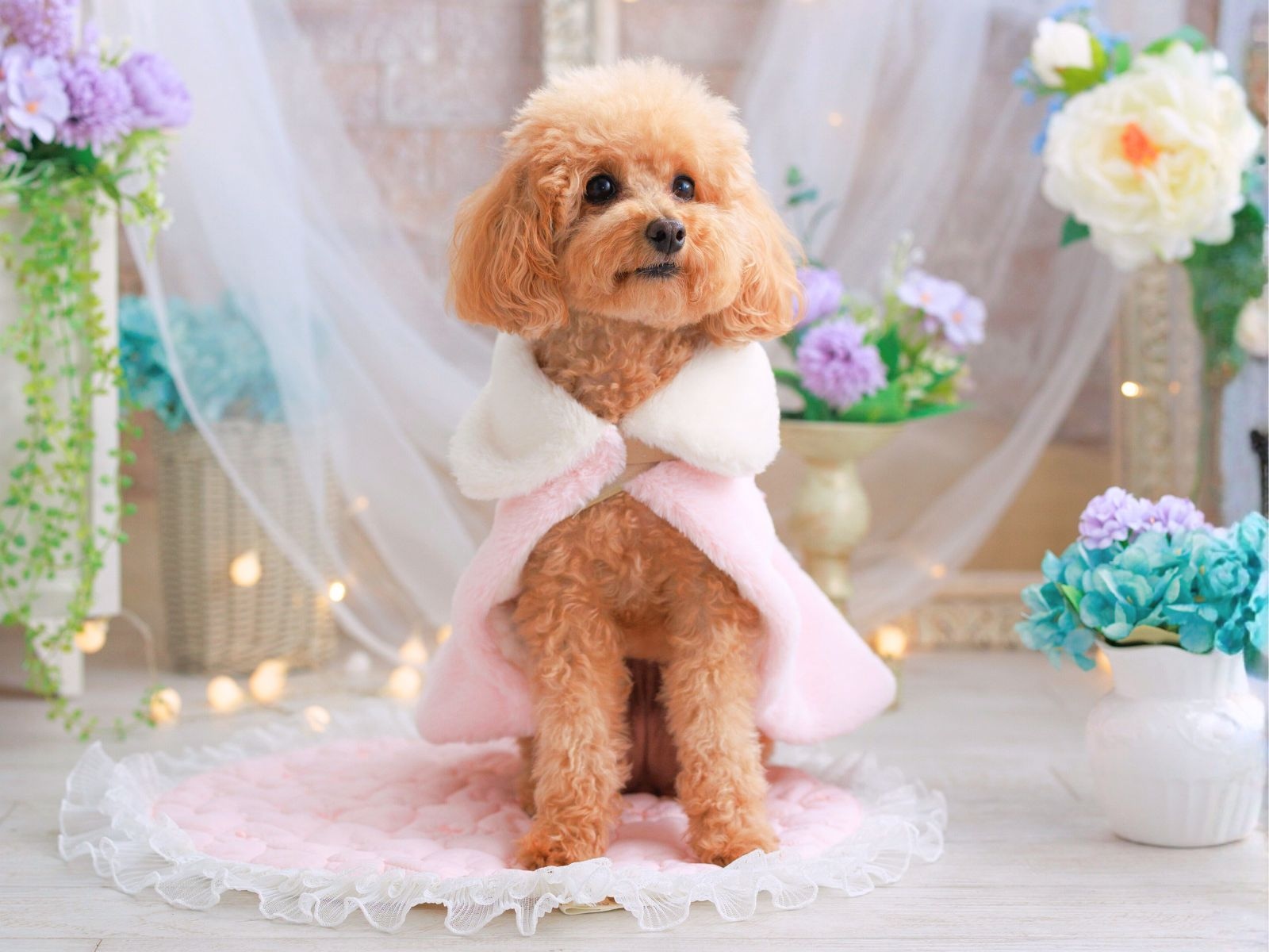 犬 冬服 防寒 ココアトワ