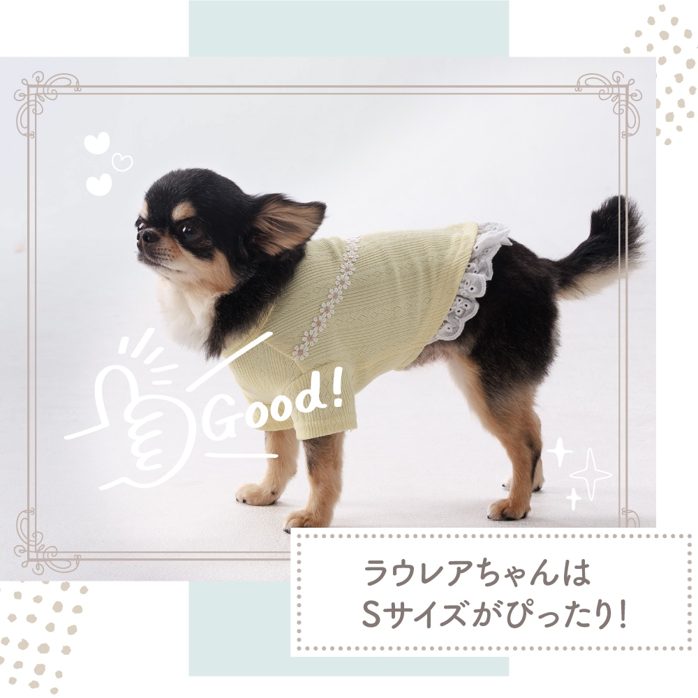 チワワモデル犬 サイズ比較3 ココアトワ