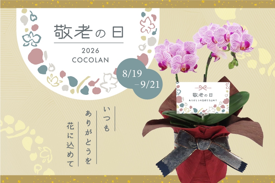 COCOLAN ��Ϸ�������ե�