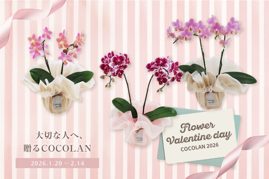 COCOLAN Flower Valentine Day ���ե�