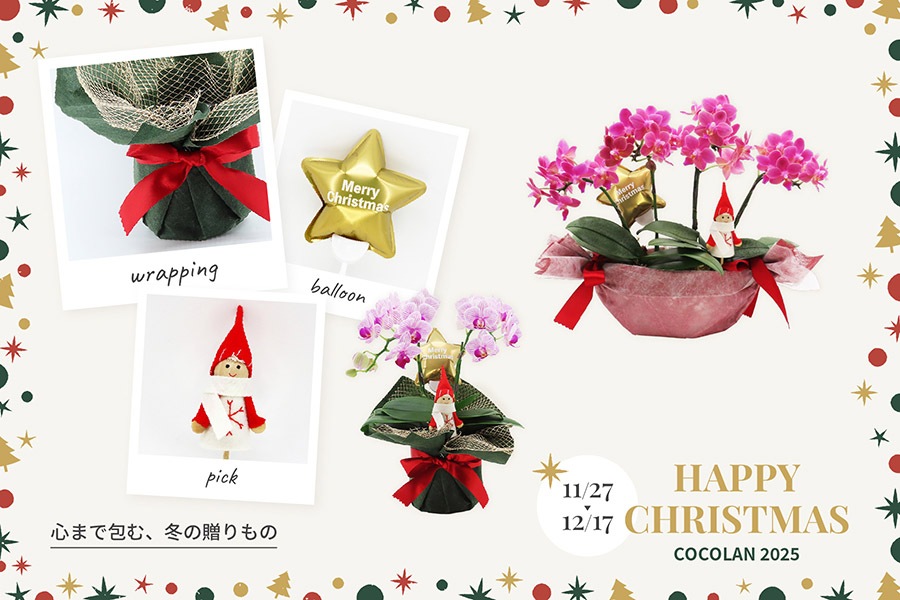 COCOLAN ���ꥹ�ޥ� 2025