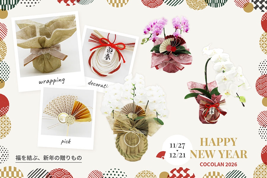 COCOLAN ������ 2025