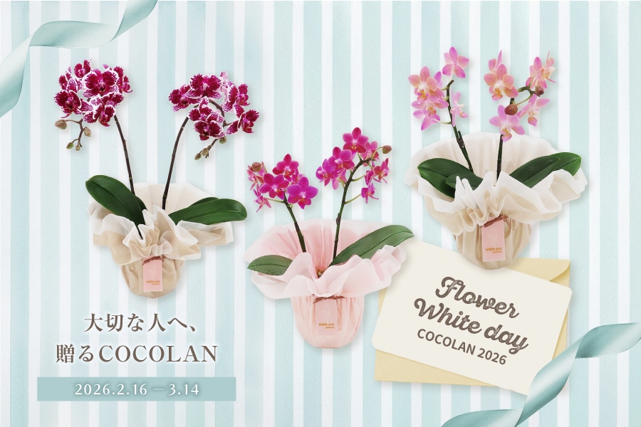 COCOLAN Flower White Day ���ե�