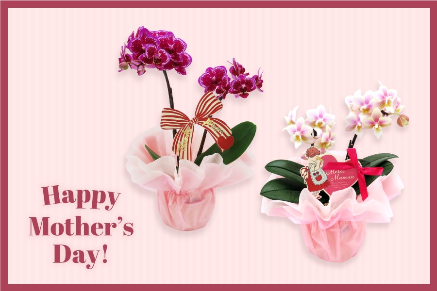 COCOLAN Mother's Day 2026