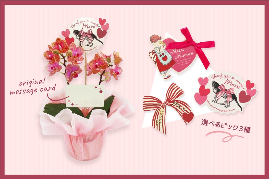 COCOLAN Mother's Day ��åԥ󥰤ȥԥå�