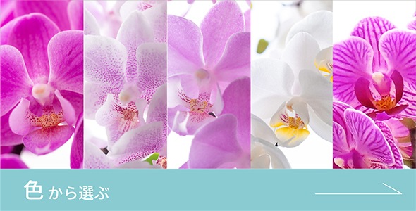 Cocolan Shop 大和ハウス工業のオリジナルミニ胡蝶蘭 Cocolan ココラン お祝い ギフト お供えに