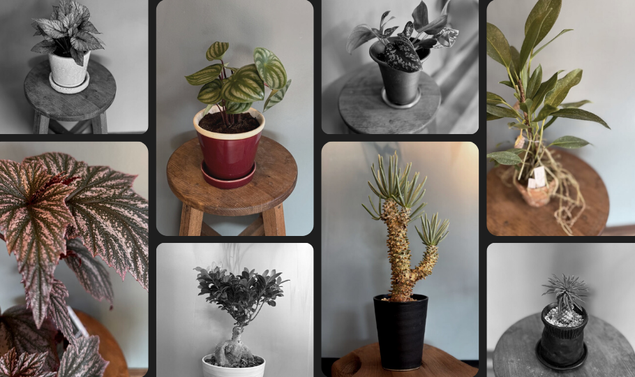 オンラインショップ