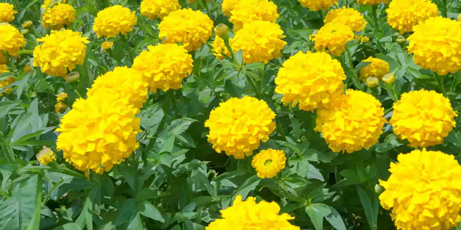 黄色を象徴する花