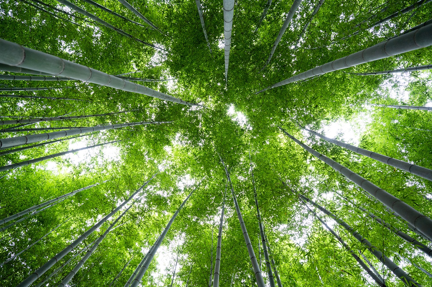 京都　清水銘竹　白竹　八角拭漆　箸 （箸蔵まつかん）
