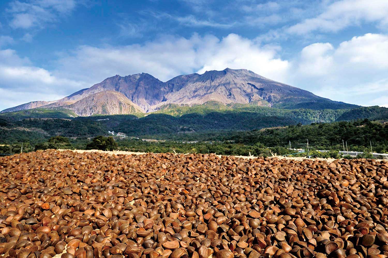 桜島の椿油 （SAKURAJIMA TSUBAKI）