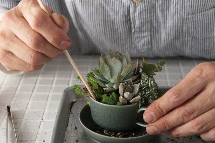 寄せ植え多肉植物の楽しみ | 暮らしの読みもの | cotogoto コトゴト