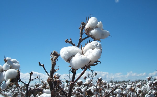 品質の高いオーガニックコットンを選別