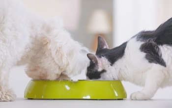 素朴な疑問 キャットフードとドッグフードはどう違うの