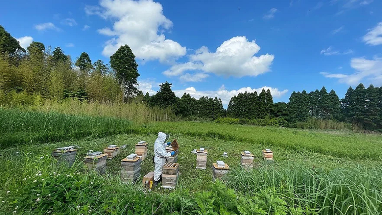 HANAP】千葉県産純粋はちみつ食べ比べセット 70g×3