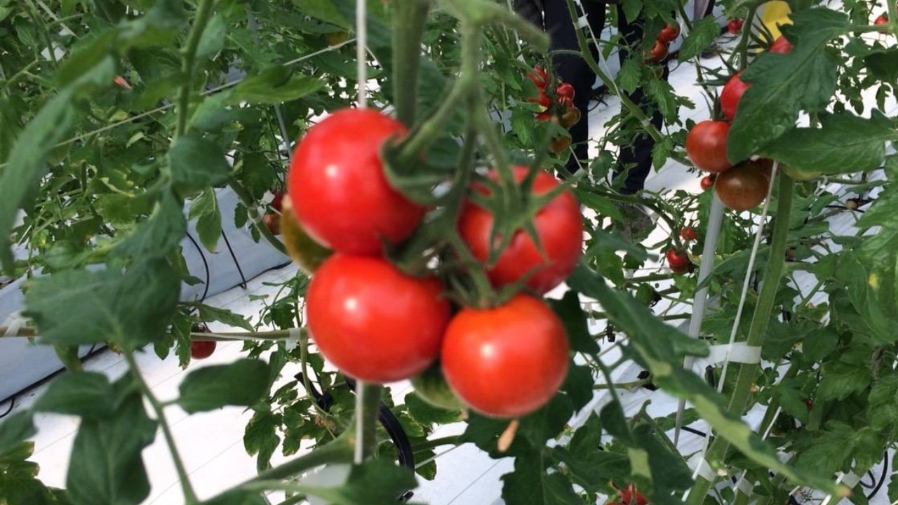 川村とまと園】フルーツミニトマト1.2kg