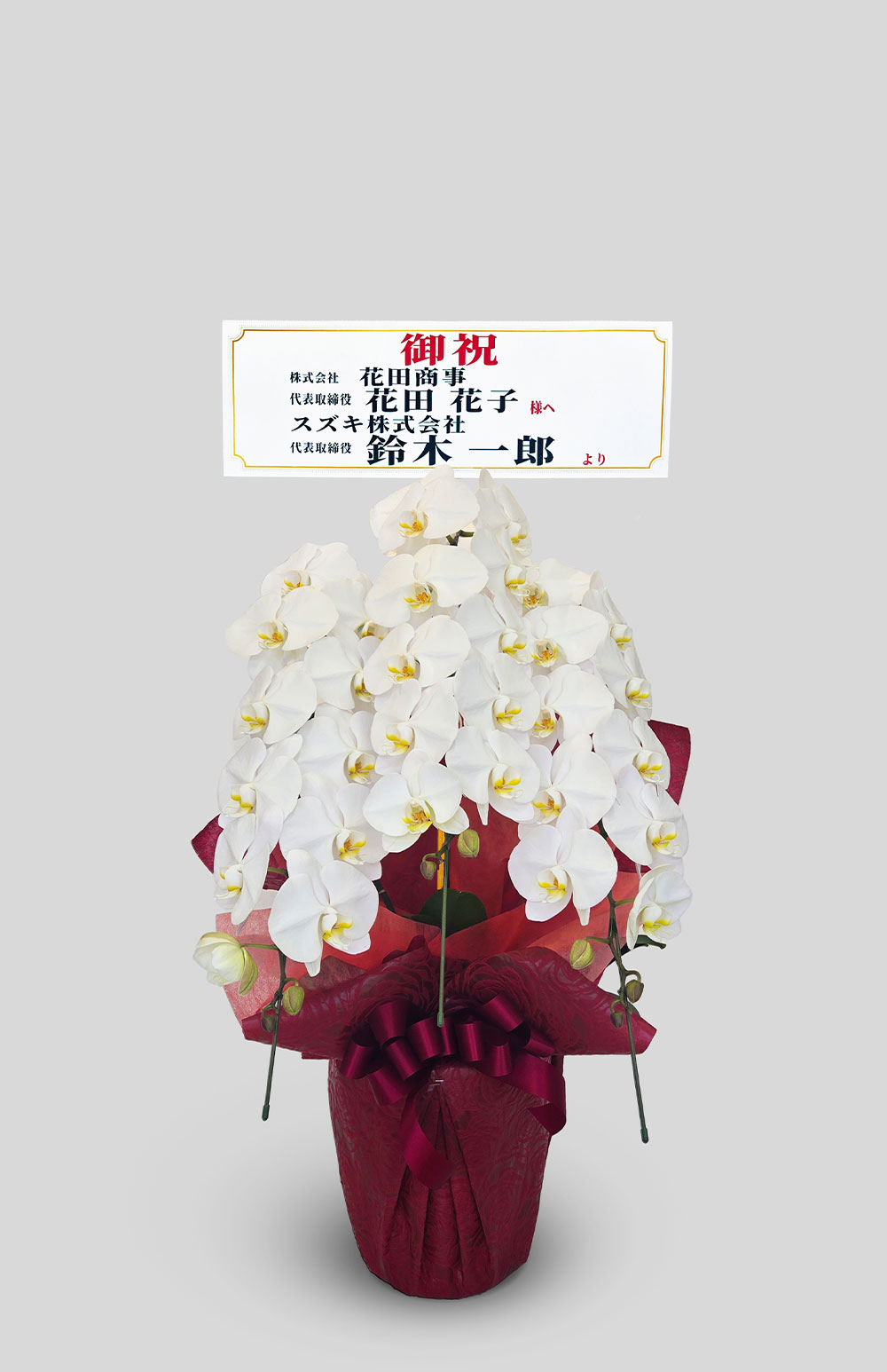 OKURIKA】観葉植物 ウンベラータ 10号鉢