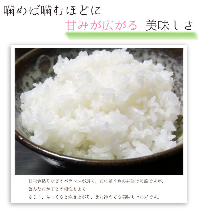 森のくまさん 無洗米 10kg 令和4年産 熊本県産 くまモンのお米 精米