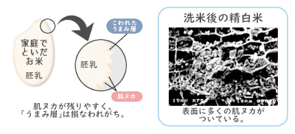 BG無洗米 うまみ層 精白米との比較 顕微鏡写真 肌ヌカ