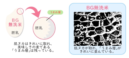 BG無洗米 うまみ層 胚乳 断面 説明図