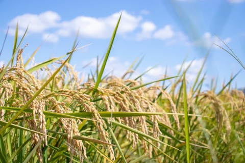 だて正夢 宮城県産 稲穂 秋の収穫 米どころ宮城