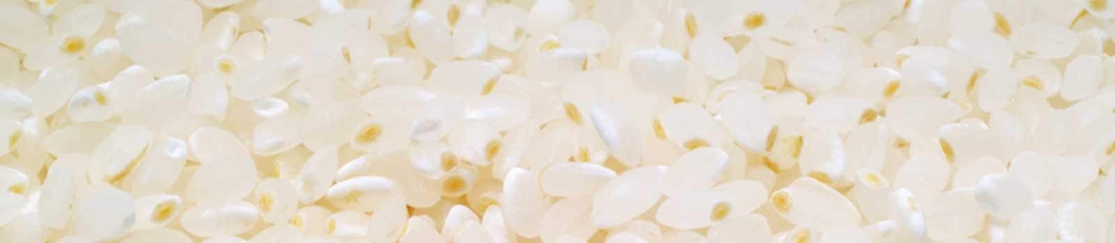 金芽米 白米 大粒 栄養 無洗米 亜糊粉層