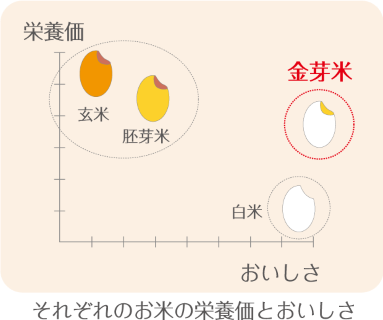 金芽米 白米 玄米 精米 比較 断面図