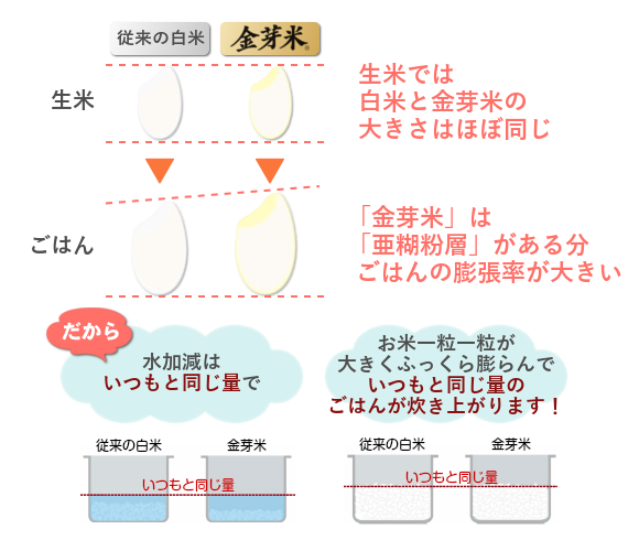 金芽米 炊き増え 亜糊粉層 膨張率 白米との比較 フロー図