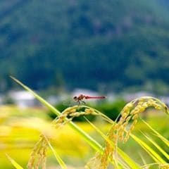 能登米コシヒカリ 石川県 田んぼ 稲穂 トンボ 自然