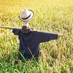 能登米コシヒカリ 石川県 かかし 田んぼ 農業 能登