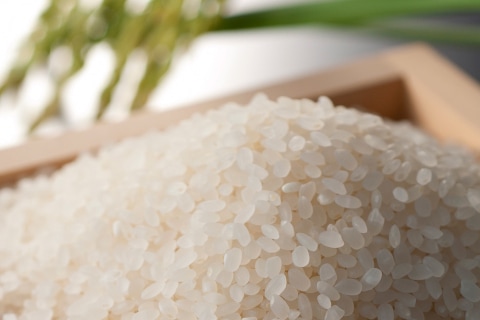 ササニシキ 宮城県産 精米 希少品種 あっさり ブランド米