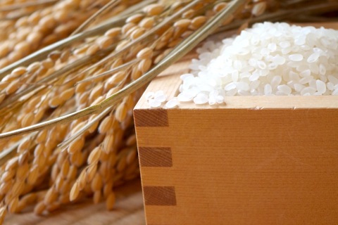 雪若丸 山形県産 玄米 升 稲穂 新食感 ブランド米
