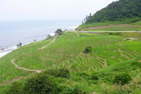 石川県 能登半島 棚田 千枚田 日本海 能登米コシヒカリ
