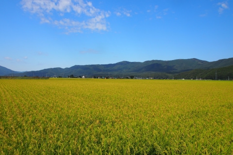 宮城県 仙台平野 田園風景 米どころ 水田 秋の収穫