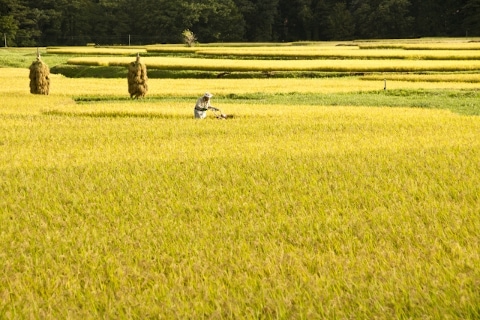宮城県栗原市一迫 栗駒山麓 田園風景 稲刈り 良質米