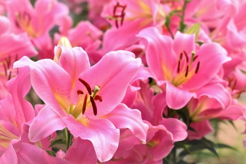 宮城県栗原市一迫 ユリ 花 自然 四季
