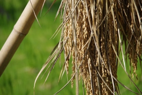 鳴子の米プロジェクト 稲穂 竹 収穫 ゆきむすび