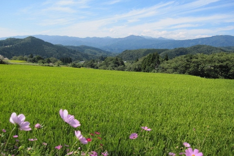 山形県 田園風景 水田 奥羽山脈 米どころ 最上川