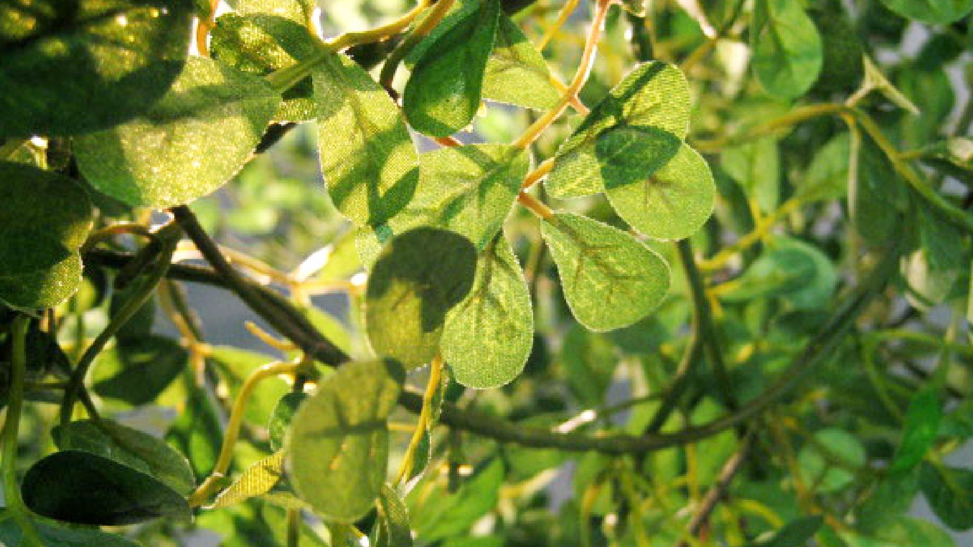 フォレスティグランデペンダントランプ