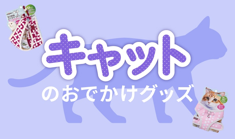 ネコちゃんお出かけ