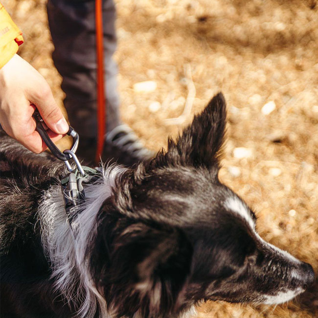 Non-stop dogwear ノンストップドッグウエア ロームカラー クッション