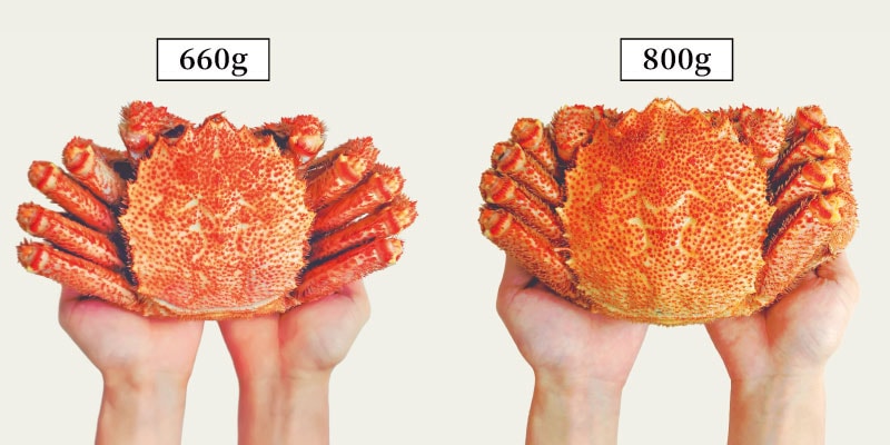 沙留産毛がに 両手持ちサイズ比較（660g vs 800g）