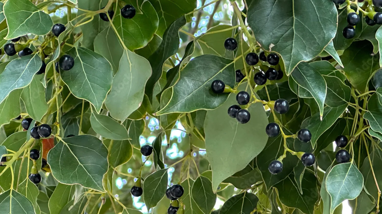 ����ե�������