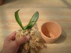 胡蝶蘭の苗を鉢に植え込む様子ふさふさしているのはミズゴケです