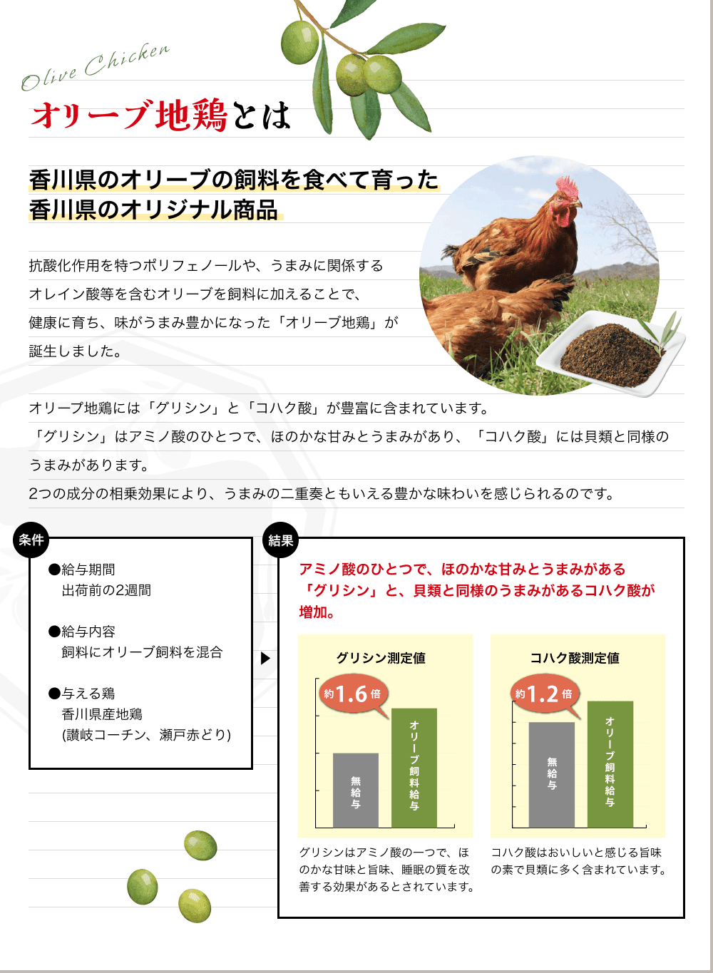 オリーブ地鶏とは 香川県のオリーブの飼料を食べて育った香川県のオリジナル商品 抗酸化作用を特つポリフェノールや、うまみに関係するオレイン酸等を含むオリーブを飼料に加えることで、健康に育ち、味がうまみ豊かになった「オリーブ地鶏」が誕生しました。オリープ地鶏には「グリシン」と「コハク酸」が豊富に含まれています。「グリシン」はアミノ酸のひとつで、ほのかな甘みとうまみがあり、「コハク酸」には貝類と同様のうまみがあります。2つの成分の相乗効果により、うまみの二重奏ともいえる豊かな味わいを感じられるのです。 
