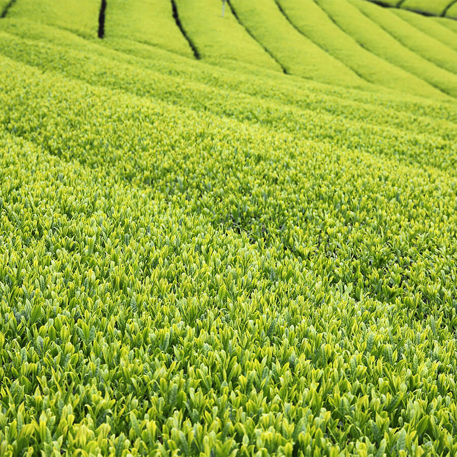 嬉野茶畑の画像