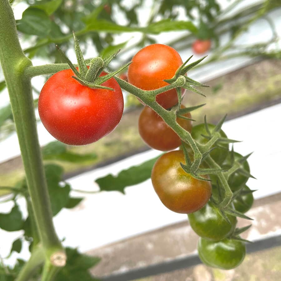 成長過程のトマト