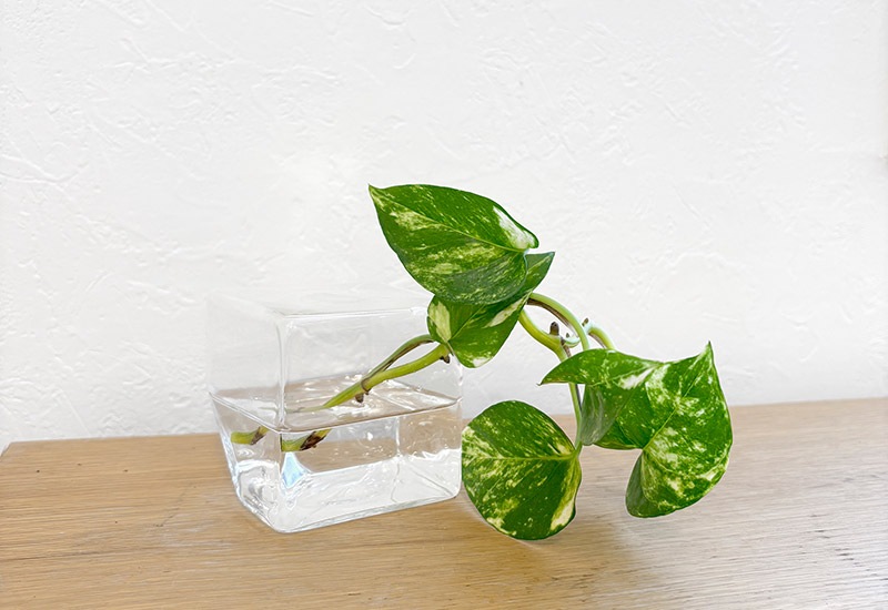 リードディフューザー