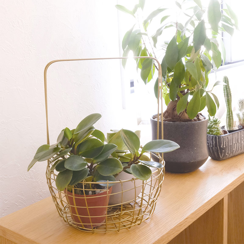 ワイヤーバスケット